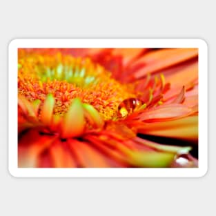 Macro photo of an Orange Gerbera with a teardrop Sticker